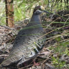 Phaps chalcoptera (Common Bronzewing) at Black Mountain - 28 Oct 2021 by WendyW