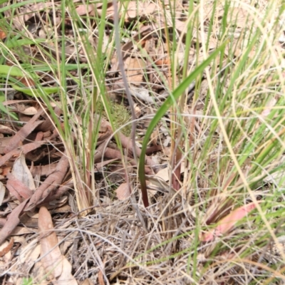 Thelymitra sp. (A Sun Orchid) at Mount Majura - 28 Oct 2021 by petersan