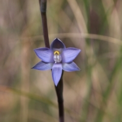 Thelymitra sp. at Hackett, ACT - 28 Oct 2021