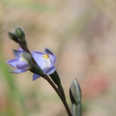 Thelymitra sp. at Hackett, ACT - 28 Oct 2021