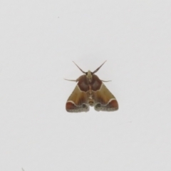 Pyralis farinalis (Meal Moth (Pyralinae) at Flynn, ACT - 28 Oct 2021 by Christine