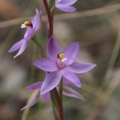 Thelymitra megcalyptra (Swollen Sun Orchid) at Mount Majura - 28 Oct 2021 by petersan