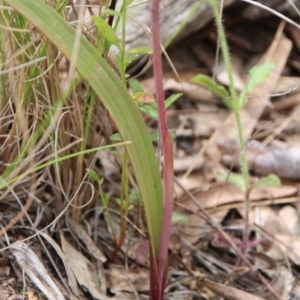 Thelymitra megcalyptra at Hackett, ACT - suppressed