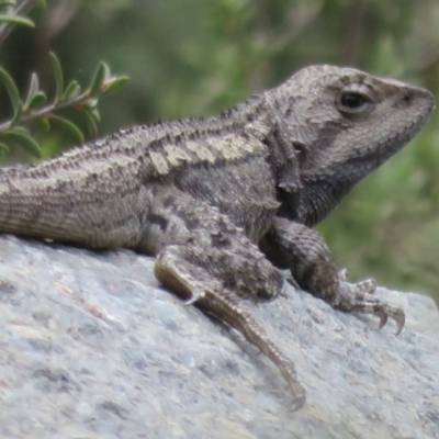 Amphibolurus muricatus (Jacky Lizard) at Namadgi National Park - 28 Oct 2021 by Christine