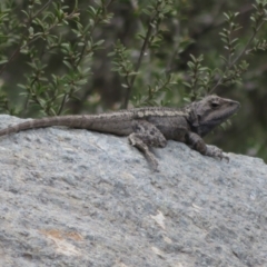 Amphibolurus muricatus at Cotter River, ACT - 28 Oct 2021