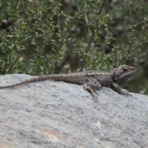 Amphibolurus muricatus at Cotter River, ACT - 28 Oct 2021