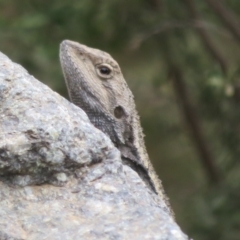 Amphibolurus muricatus at Cotter River, ACT - 28 Oct 2021