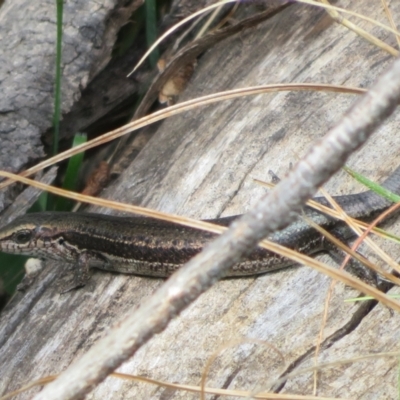 Pseudemoia entrecasteauxii (Woodland Tussock-skink) at Cotter River, ACT - 28 Oct 2021 by Christine