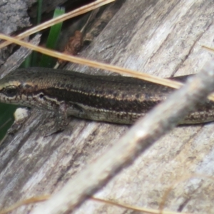 Pseudemoia entrecasteauxii at Cotter River, ACT - 28 Oct 2021 02:08 PM