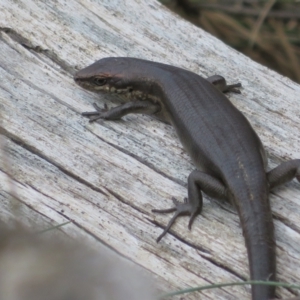 Pseudemoia entrecasteauxii at Cotter River, ACT - 28 Oct 2021