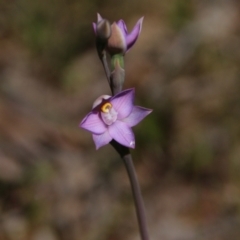 Thelymitra sp. (pauciflora complex) (Sun Orchid) at Hackett, ACT - 28 Oct 2021 by petersan