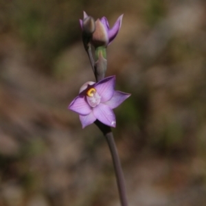 Thelymitra sp. (pauciflora complex) at Hackett, ACT - 28 Oct 2021