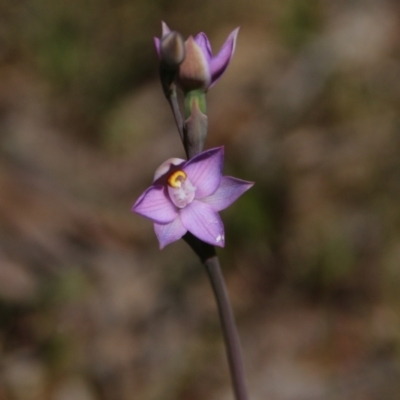 Thelymitra sp. (pauciflora complex) (Sun Orchid) at Mount Majura - 28 Oct 2021 by petersan
