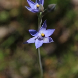 Thelymitra sp. (pauciflora complex) at Hackett, ACT - 28 Oct 2021