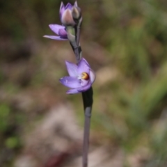 Thelymitra sp. (pauciflora complex) at Hackett, ACT - 28 Oct 2021