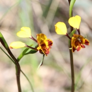 Diuris semilunulata at Hackett, ACT - 28 Oct 2021