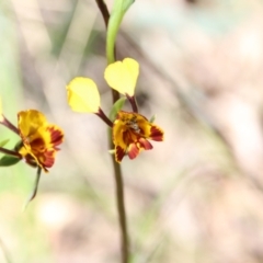 Diuris semilunulata at Hackett, ACT - 28 Oct 2021