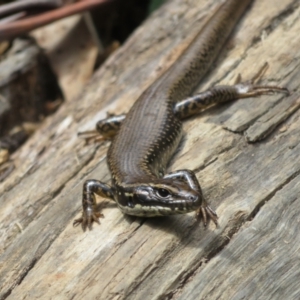 Eulamprus heatwolei at Cotter River, ACT - 28 Oct 2021 10:33 AM