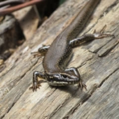 Eulamprus heatwolei (Yellow-bellied Water Skink) at Cotter River, ACT - 27 Oct 2021 by Christine