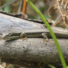 Eulamprus heatwolei at Cotter River, ACT - 28 Oct 2021 10:33 AM