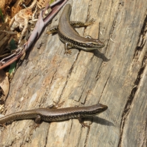 Eulamprus heatwolei at Cotter River, ACT - 28 Oct 2021 10:33 AM