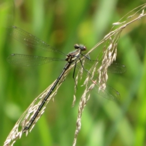 Austroargiolestes calcaris at Cotter River, ACT - 28 Oct 2021 10:59 AM