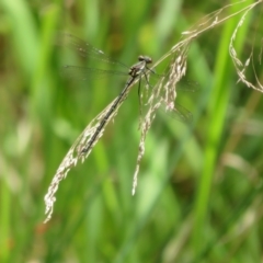 Austroargiolestes calcaris at Cotter River, ACT - 28 Oct 2021 10:59 AM