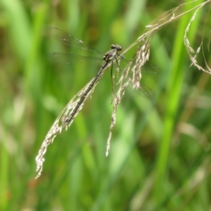 Austroargiolestes calcaris at Cotter River, ACT - 28 Oct 2021 10:59 AM