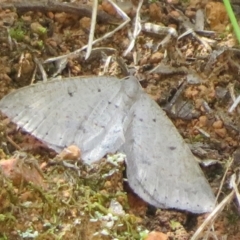 Taxeotis (genus) (Unidentified Taxeotis geometer moths) at Cotter River, ACT - 28 Oct 2021 by Christine