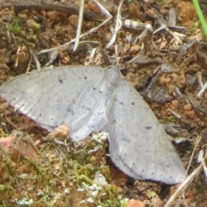 Taxeotis (genus) at Cotter River, ACT - 28 Oct 2021