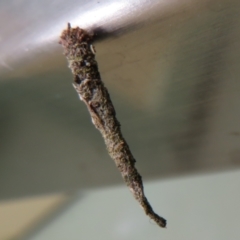 Psychidae (family) IMMATURE (Unidentified case moth or bagworm) at Cotter River, ACT - 28 Oct 2021 by Christine