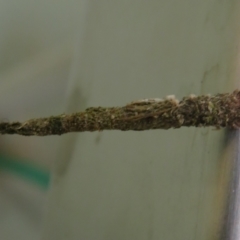 Psychidae (family) IMMATURE at Cotter River, ACT - 28 Oct 2021