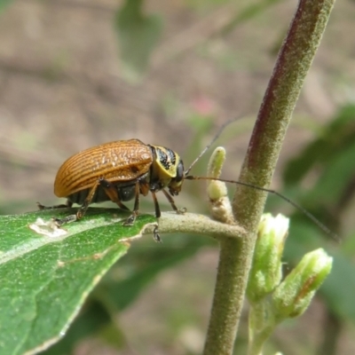 Cadmus (Cadmus) aurantiacus (Leaf beetle) at Namadgi National Park - 28 Oct 2021 by Christine