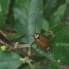 Cadmus (Cadmus) aurantiacus at Cotter River, ACT - 28 Oct 2021