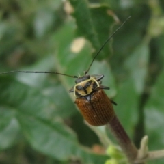 Cadmus (Cadmus) aurantiacus at Cotter River, ACT - 28 Oct 2021