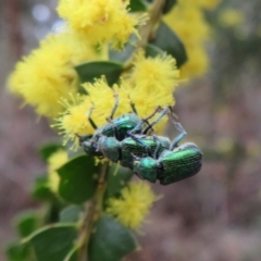 Diphucephala sp. (genus) (Green Scarab Beetle) at Cotter River, ACT - 28 Oct 2021 by Christine