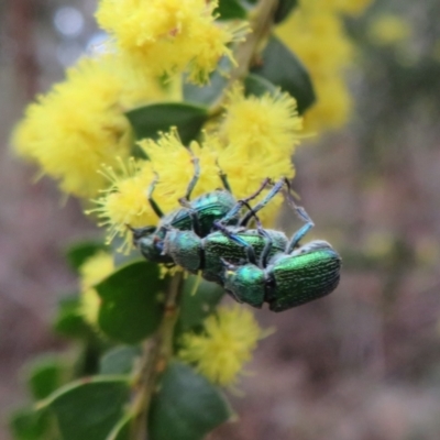 Diphucephala sp. (genus) (Green Scarab Beetle) at Namadgi National Park - 28 Oct 2021 by Christine