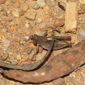 Percassa rugifrons at Cotter River, ACT - 28 Oct 2021