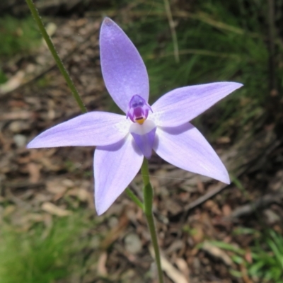 Glossodia major (Wax Lip Orchid) at Lower Cotter Catchment - 28 Oct 2021 by Christine