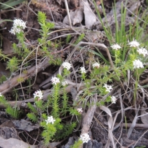 Asperula conferta at Theodore, ACT - 11 Oct 2021 04:28 PM