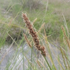 Carex appressa (Tall Sedge) at Theodore, ACT - 11 Oct 2021 by michaelb