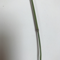 Austrostipa bigeniculata (Kneed Speargrass) at Palmerston, ACT - 29 Oct 2021 by walter