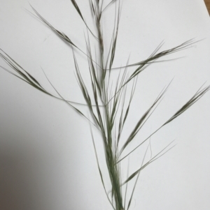 Austrostipa bigeniculata at Palmerston, ACT - 29 Oct 2021