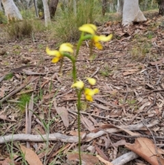 Diuris sulphurea (Tiger Orchid) at Stirling Park - 28 Oct 2021 by jpittock
