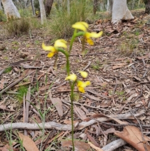 Diuris sulphurea at Yarralumla, ACT - 29 Oct 2021