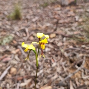 Diuris sulphurea at Yarralumla, ACT - 29 Oct 2021