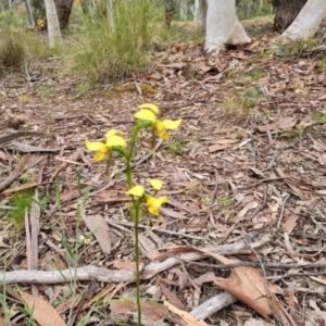 Diuris sulphurea at Yarralumla, ACT - 29 Oct 2021