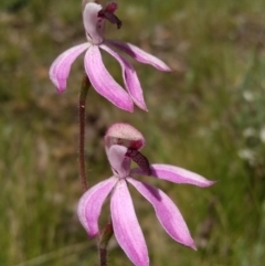 Caladenia congesta (Pink Caps) at O'Connor, ACT - 29 Oct 2021 by ChristianFricker