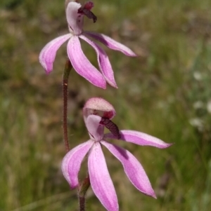 Caladenia congesta at O'Connor, ACT - suppressed