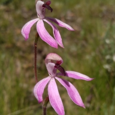 Caladenia congesta (Pink Caps) at O'Connor, ACT - 29 Oct 2021 by ChristianFricker